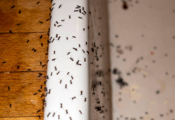 Best Best Pest Control Companies  in Carterville, MO